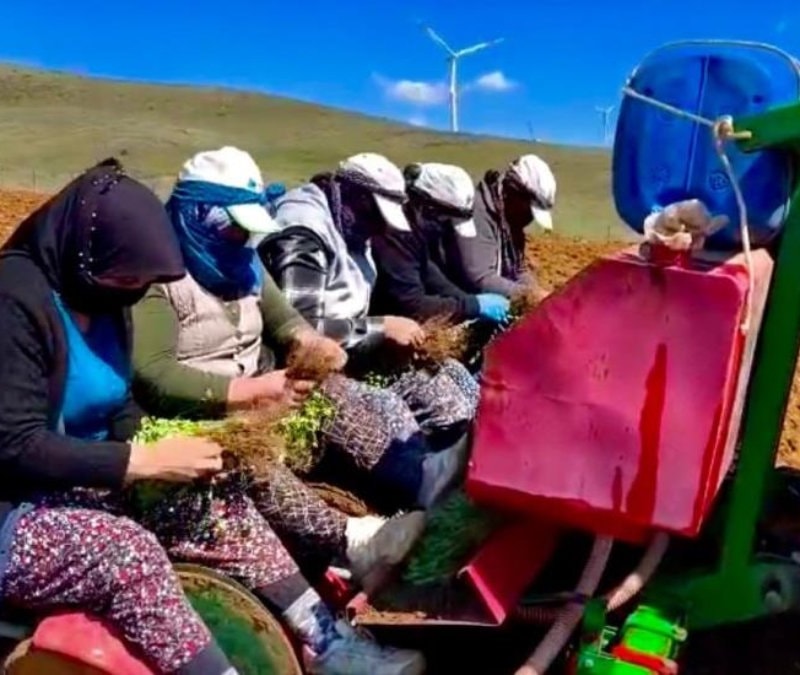 Afyonkarahisar’da atıl araziler kekikle canlanıyor