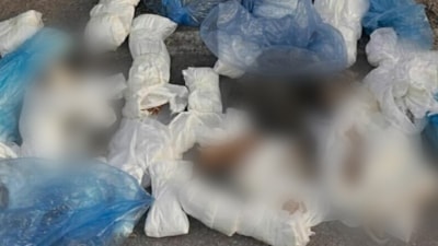 İzmir'de çöp konteynerinin önünde, poşetlerde 33 ölü kedi bulundu