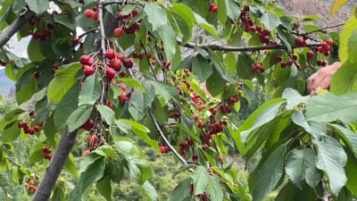 Artvin'de çiftçilerin kiraz mesaisi başladı