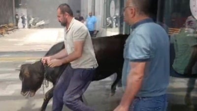 Gaziantep'te kaçan kurbanlık dana, hastane bahçesinde yakalandı