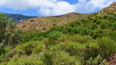 Manisa'da ormanlık alanlara girişler yasaklandı