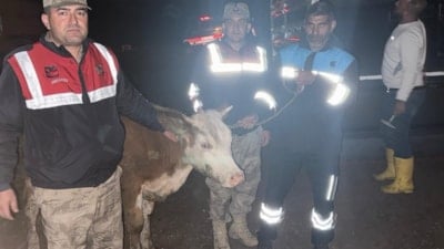 Şanlıurfa’da çalınan büyükbaş hayvan, jandarma tarafından bulundu