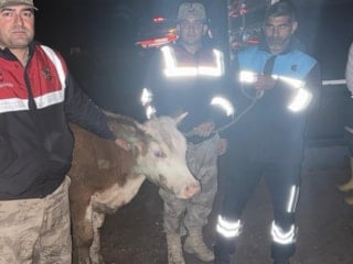 Şanlıurfa’da çalınan büyükbaş hayvan, jandarma tarafından bulundu