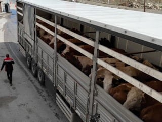 Erzincan'da kurbanlık sevkiyatına sıkı denetim