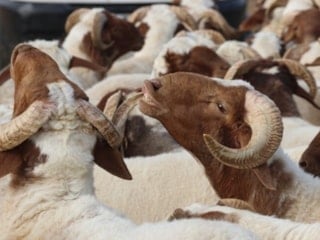 Kurban derileri ülke ekonomisine 20 milyar lira katkı sağlıyor