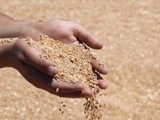 Hububat üretiminde tüm zamanların rekoru bekleniyor