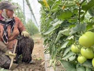 Antalya, Türkiye'nin meyve ve sebze üretiminde lider