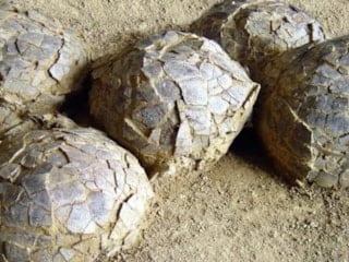 72 milyon yıllık tarih keşfi! 100 adet bulundu