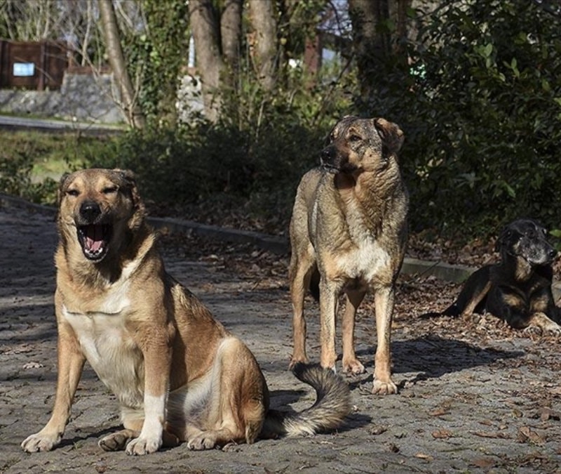 İstanbul'da köpeğin ısırdığı İrlandalı turist tazminat davası açtı