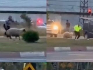 Mersin'de kaçan kurbanlık koyun polis yardımıyla yakalandı