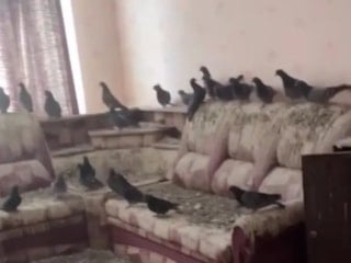 Camları 3 yıl açık unuttu, geri döndüğüne pişman oldu! İşte evin son hali...