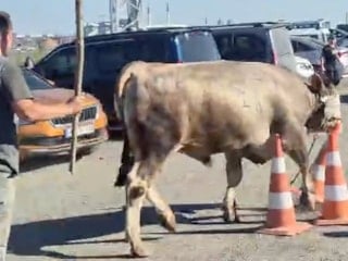 Kurban Bayramı klasiği: Kaçan hayvanlar ortalığı birbirine kattı