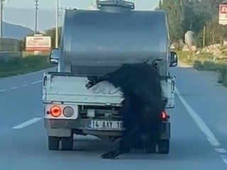 Bolu’da vahşet: Kurbanlık hayvanı araçtan sarkıtarak kilometrelerce sürükledi