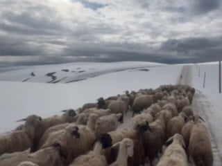 Erzincan'da mayıs sonunda kar süprizi: Besiciler yayla yolunda zorlandı