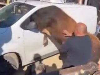Ankara'da kesimden kaçan boğa minibüsün camından içeri girmeye çalıştı