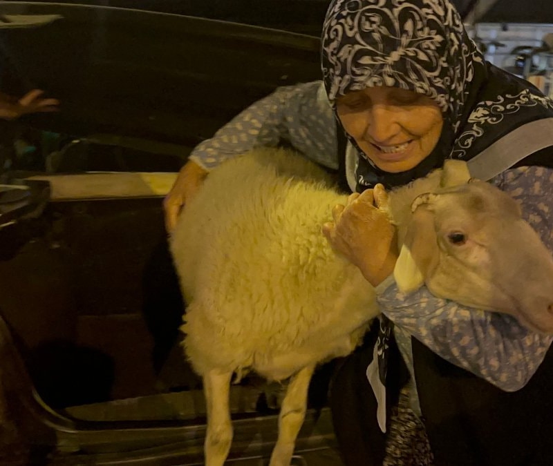 İznik’te 'Çorap' sevinci: Kurbanlık sanılıp alınan kuzu sahibine kavuştu