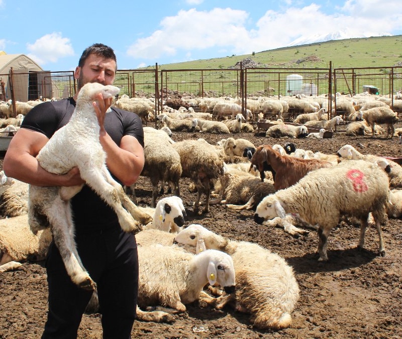 Aksaray’da köye dönmeye karar veren uzman çavuş, 2 yılda bin 300 koyun sahibi oldu
