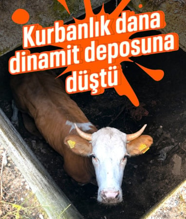 Gümüşhane’de dinamit deposuna düşen inek, kurbanlık olarak kesilemedi