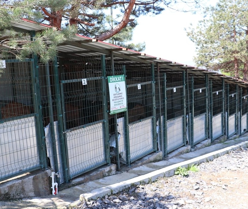 Zonguldak'ta 12 bin sokak köpeği doğal yaşam alanına götürüldü