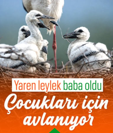 Baba olan Yaren leylek yavrularına yiyecek taşıyor