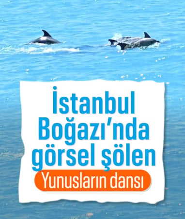 İstanbul Boğazı’nda turkuaz su eşliğinde yunusların dansı