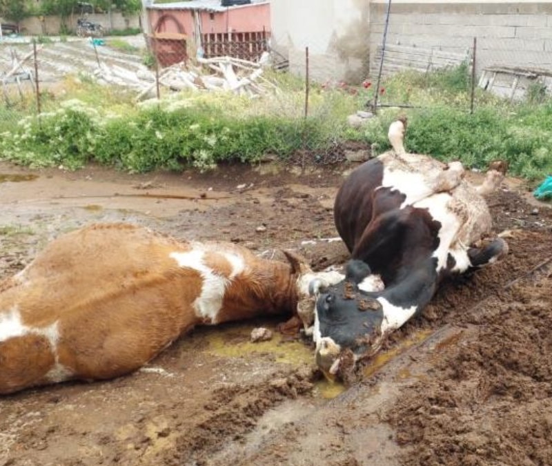 Niğde'de yıldırım felaketi: 2 inek telef oldu