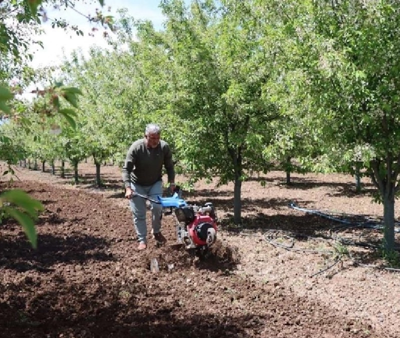 Teknik direktör çiftçi oldu: Erzincan’da organik vişne üretiyor