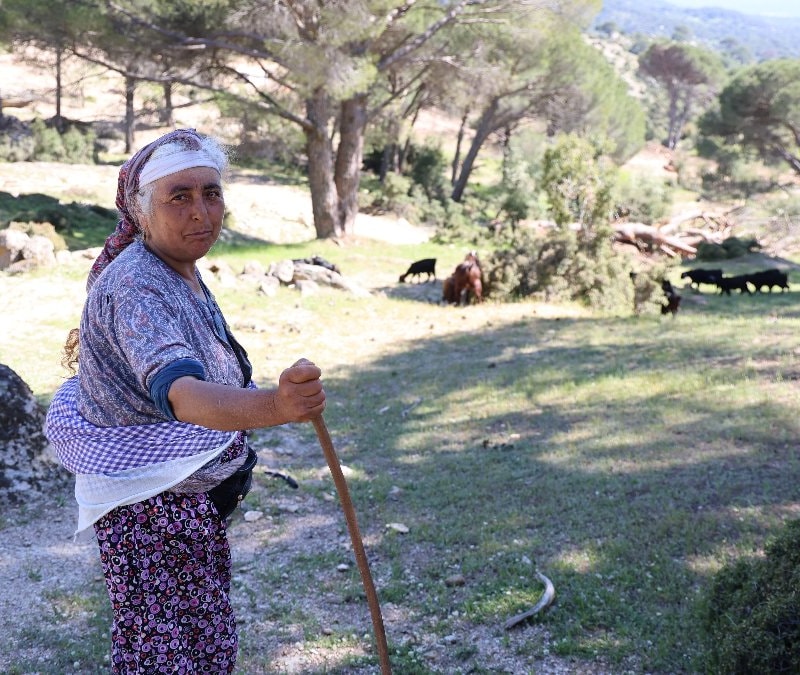Beşparmak Dağları'nın son çobanı: 60'ına dayanan Rukiye bacı tek başına kaldı