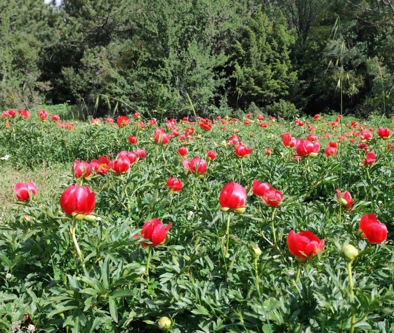 Yılda sadece 2 hafta açıyor: Koparana 699 bin lira ceza kesilecek