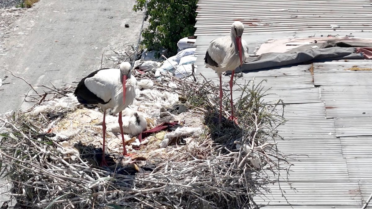 Avcılar'da Leylek Çifti ve Yavruları Dikkat Çekiyor