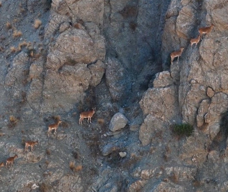 Erzincan Munzur Dağları'nda yaban keçileri görüntülendi
