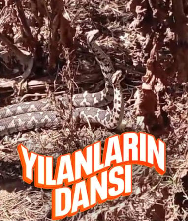 Aydın'da yılanların dansı kamerada
