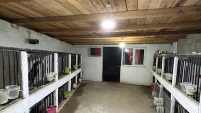 Artvin'de horoz dövüşü yaptıranlara 508 bin TL ceza kesildi