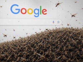 Google, doğaya 32 milyon sivrisinek bırakacak! İşte nedeni