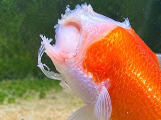 Kafası kopan Japon balığı iki hafta daha yaşadı, hayatta kalma yöntemi şaşırttı