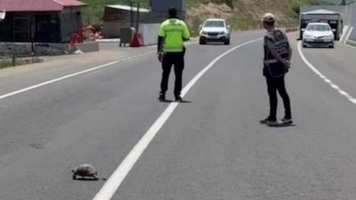 Erzurum'da polis, kaplumbağa için trafiği durdurdu