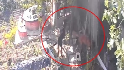 Bursa'da başıboş sokak köpekleri kümese girdi: 33 tavuk telef oldu