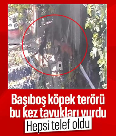 Bursa'da başıboş sokak köpekleri kümese girdi: 33 tavuk telef oldu
