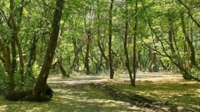 İzmir ve Adana'da ormanlık alanlara girişler yasaklandı