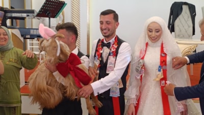 Trabzon'da damada altın yerine keçi takıldı