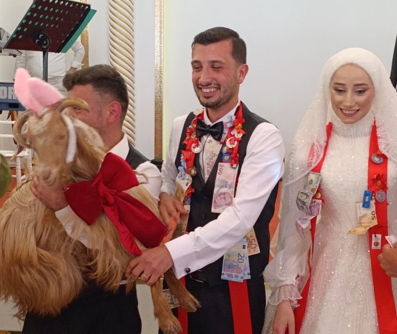 Trabzon'da damada altın yerine keçi takıldı