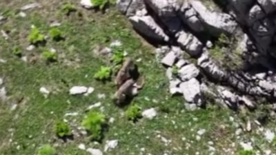 Tunceli'de kurtların dağ keçisine saldırısı görüntülendi
