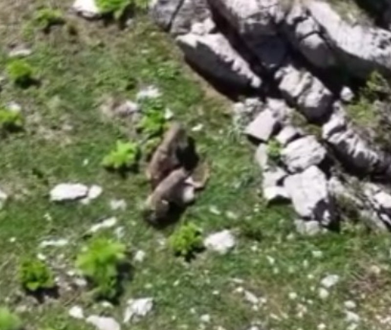 Tunceli'de kurtların dağ keçisine saldırısı görüntülendi