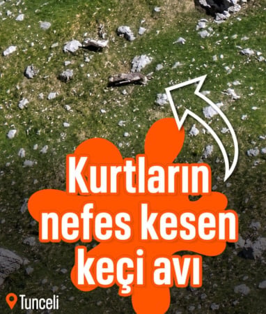 Tunceli'de kurtların dağ keçisine saldırısı görüntülendi
