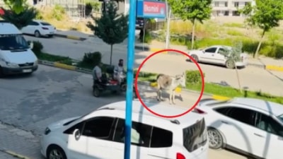 Diyarbakır'da başıboş eşek trafiği aksattı