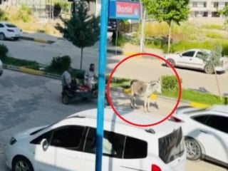 Diyarbakır'da başıboş eşek trafiği aksattı