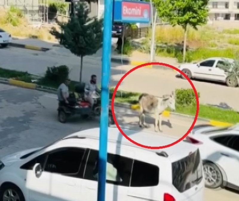 Diyarbakır'da başıboş eşek trafiği aksattı