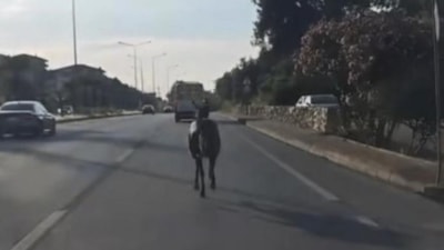 Bursa'da ana yolda başıboş at, trafiği birbirine kattı