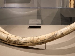 70 yıldır mamut diye sergilendi; Dev kemikler başka bir hayvana ait çıktı