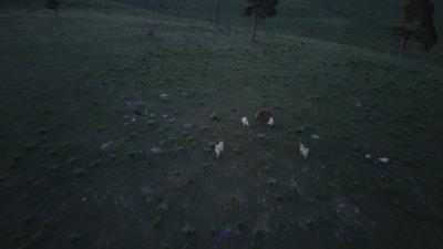 Kars'ta bozayı ile köpekler arasında nefes kesen kovalamaca